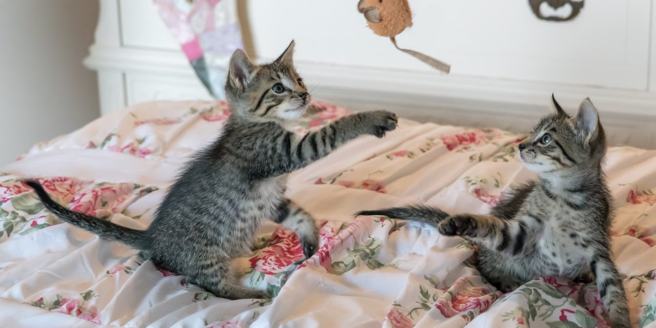 https://nbc.pet/wp-content/uploads/2020/01/tabby-kittens-on-floral-comforter-160755-1-1280x640.jpg